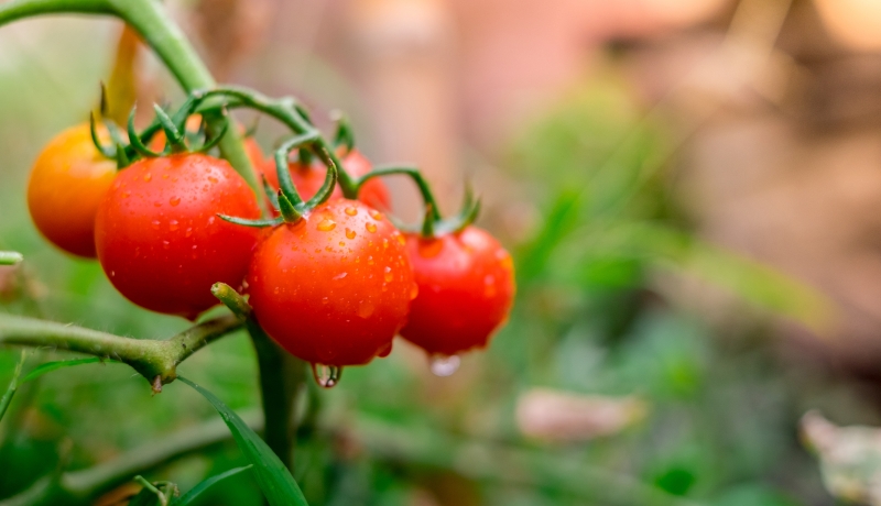 lp_support_shutterstock_1059575708.jpg Vente de produits horticoles, L'Île-Perrot
