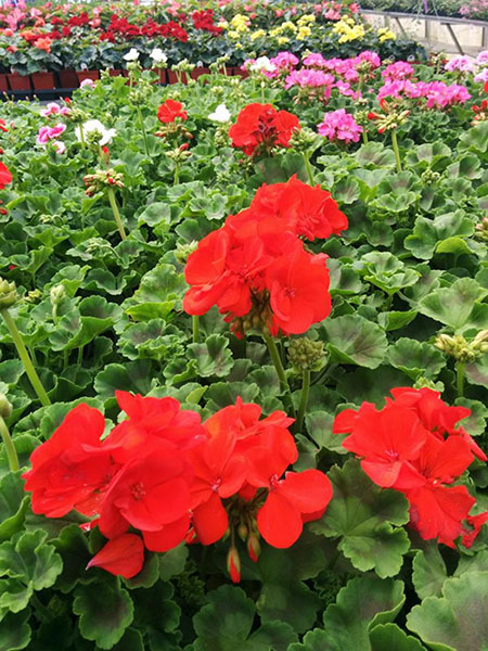 Fleurs Annuelles Pincourt