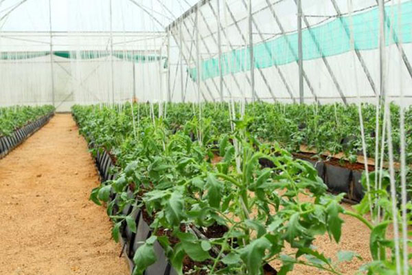 Légumes de Serre Pincourt